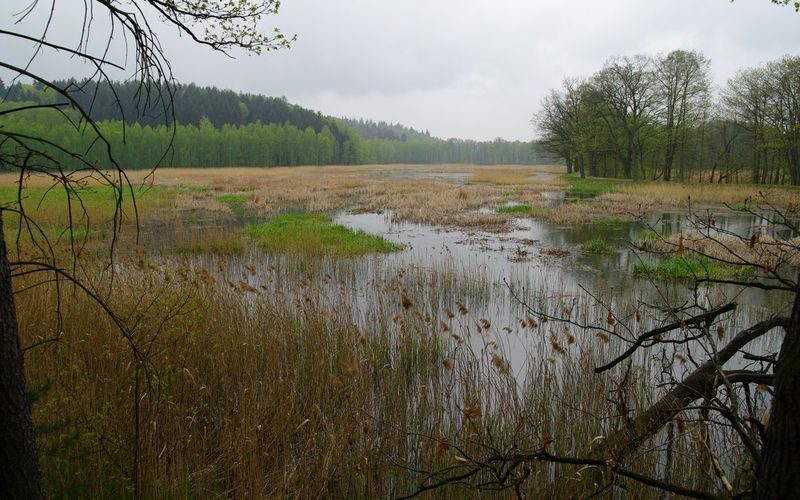 Revitalizace rybníků v přírodní rezervaci Meandry Smědé.