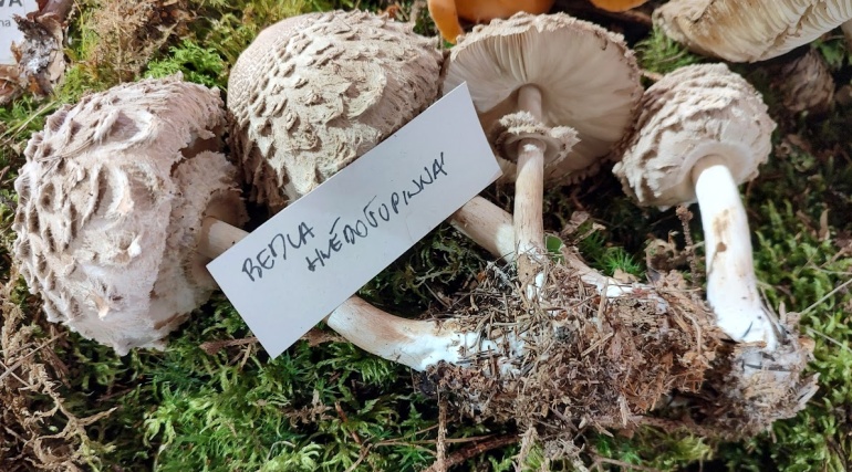 Vystavené houby provoněly Dům přírody Blaníku