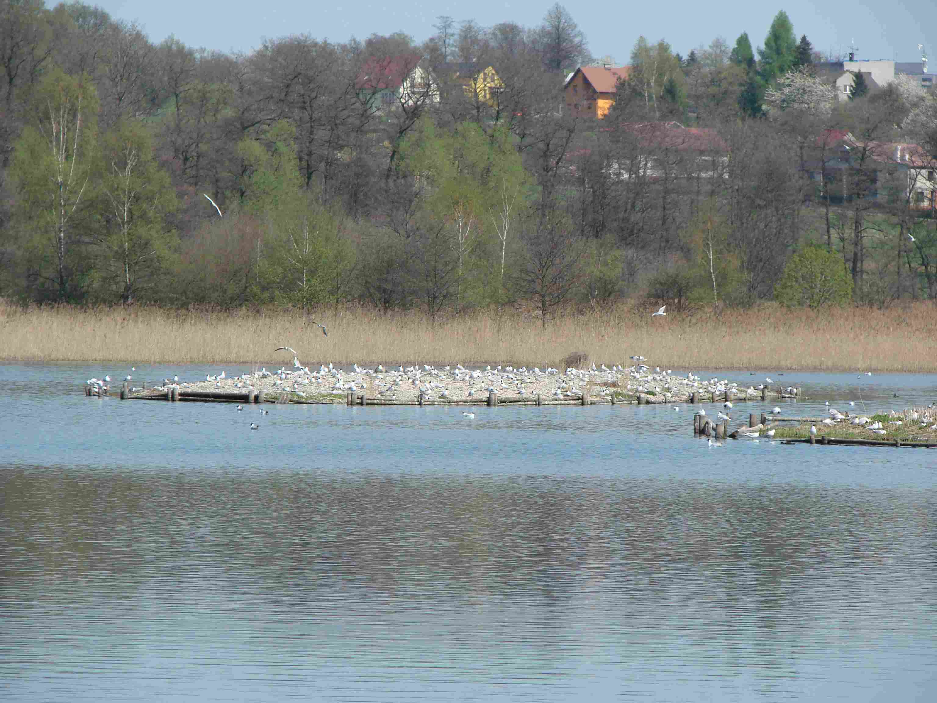 Ostrov na rybníku Skučák.